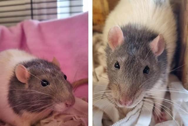Can you give Declan and Dermot a new home?