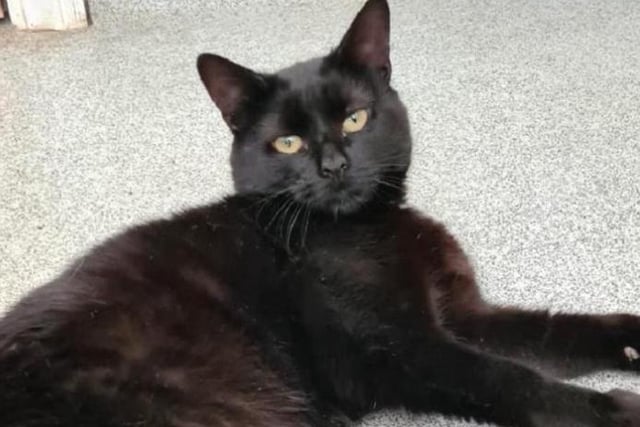 Well, what can we say about this chap! Louie is one of the sweetest cats you could meet. He adores attention and gives the best cuddles, so he would like a home where there is going to be someone around for most of the day to provide him with companionship.