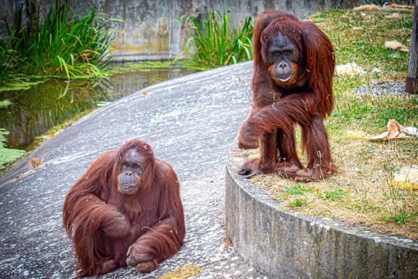 Orangutans at Blackpool Zoo: Kawan (right) with Cherie (left) at Blackpool Zoo