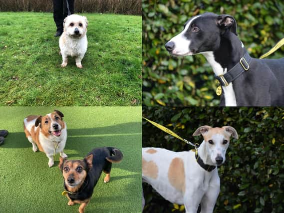 Are you looking to adopt a dog in Glasgow?