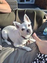 15-year-old Lacey who loves belly rubs, walks and food.