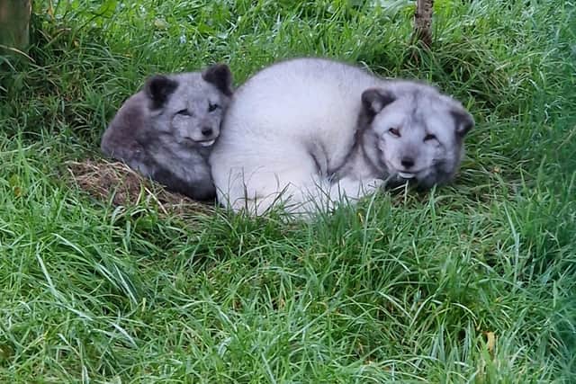 Hamish and Heidi the Arctic foxes snuggle up at Wild Discovery