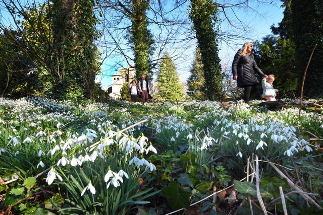 Sue Crosby, Melody Young, Hannah Rutter and Aria Young from Hartlepool take a walk through the spring snowdrops.