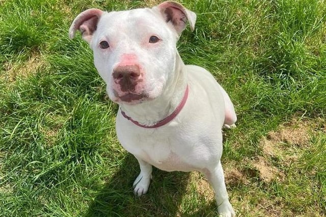 This gorgeous girl is called Lola and is is a four-year-old Staffordshire Bull Terrier cross. She's a very excitable lady who loves going out for walks and having off lead time in the paddocks. Lola is very loving and affectionate but due to previous experiences is especially unsure of men so would be better in a female only household