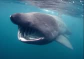 Basking sharks are found in the Irish Sea. By JP Trenque.