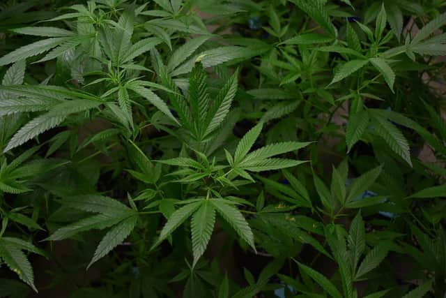 Police discovered around 250 cannabis plants across seven rooms of the hotel in Vance Road. Picture by JRByron via Pixabay