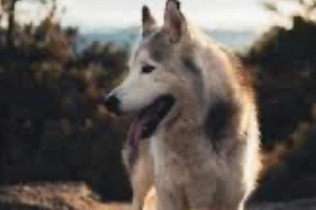 Following Tuna, is an adventurous wolfdog named Loki