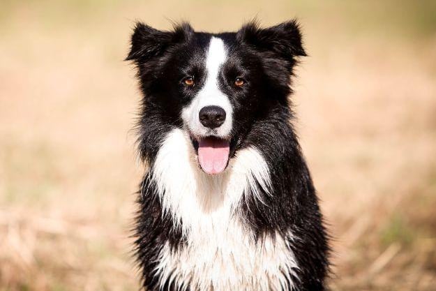 10 - Border Collie (Score 52).
Search volume: 1.92M; Instagram tags: 26.9M. Known for their exceptional intelligence, energy, and herding skills. They excel in dog sports and agility due to their high energy levels and eagerness to learn. Border Collies are often involved in competitive sports and are valued for their quick learning and obedience.