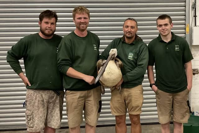 Safely rescued and back home: The pelican with zoo keepers Jason, Brendan, Khaled and Dan