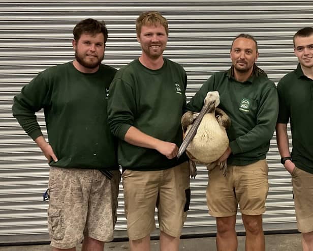 Safely rescued and back home: The pelican with zoo keepers Jason, Brendan, Khaled and Dan