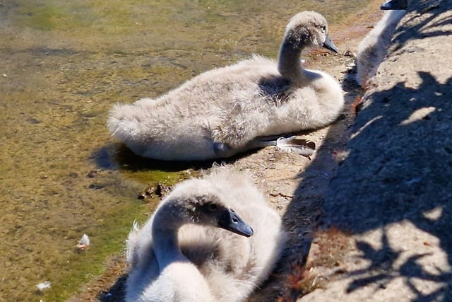 Cygnets at Yarrow Valley Country Park