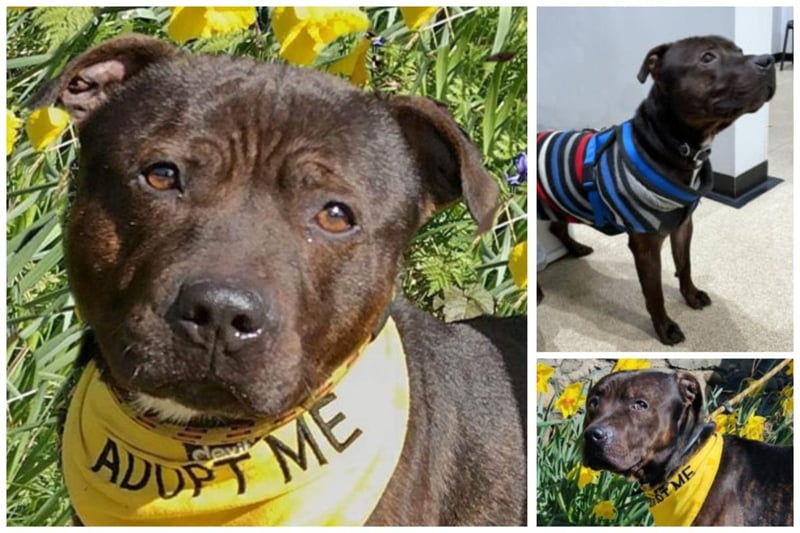 Kalibos is a three-month-old Staffy cross who loves walks and cuddles. He seems to be okay with other dogs but is new to Homeless Hounds and is under assessment