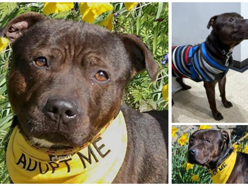 Kalibos is a three-month-old Staffy cross who loves walks and cuddles. He seems to be okay with other dogs but is new to Homeless Hounds and is under assessment