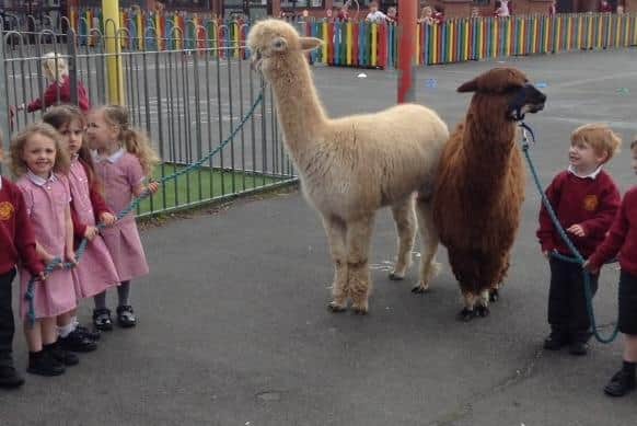 Pupils from Roseacre Primary School with Lowlands Farm Alpacas