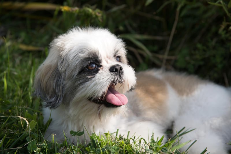 A stock image of a Shih-tzu dog. 
Two dogs of this breed were stolen in Lancashire in the past two years.