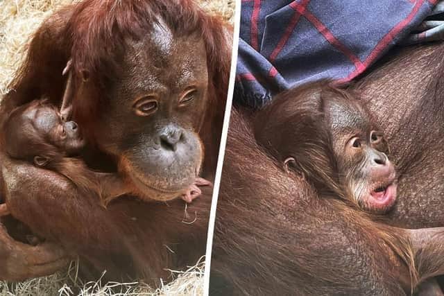 The five-week-old is Blackpool Zoo’s first Bornean orangutan baby for more than 20 years
