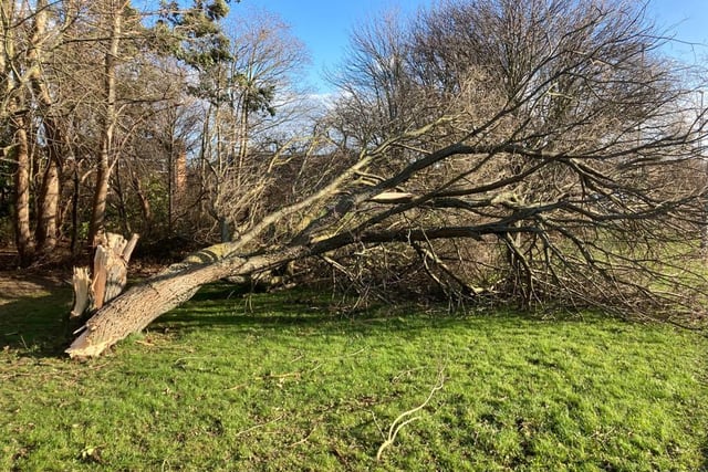 Strong winds cause a tree to fall at Hart Lane, in Hartlepool