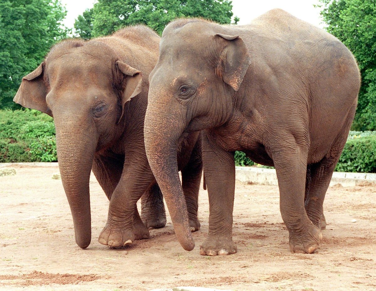 Blackpool Zoo at 50 The defining moments which have shaped five