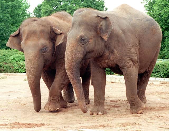 Throughout Blackpool Zoo's 50 year history, elephant duo Kate and Crumples were among the most popular and much-loved residents