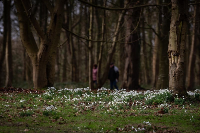 The snowdrops can be admired throughout Lytham Hall's extensive grounds.
