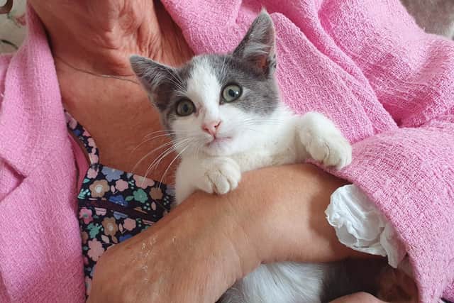 Marjorie was part of a litter that was rescued after her mother was dumped at a remote Lancashire site, where a farmer helped to get them to safety. She will go to her forever home as soon as she's strong enough to leave the care of Tenderpaws Cat Rescue