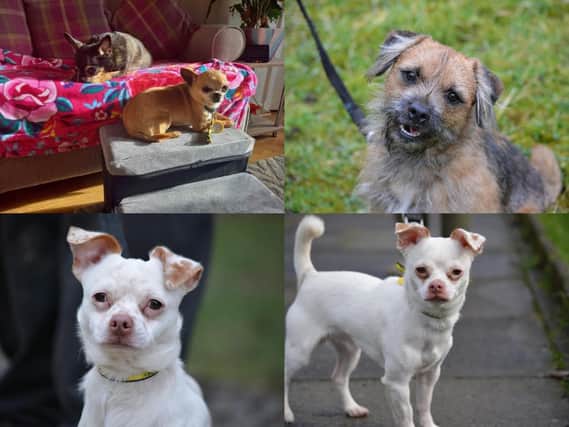 Do you want to adopt one of these dogs?