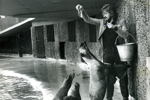 Gazette reporter Robin Duke feeding the sealions at Blackpool Zoo in 1974