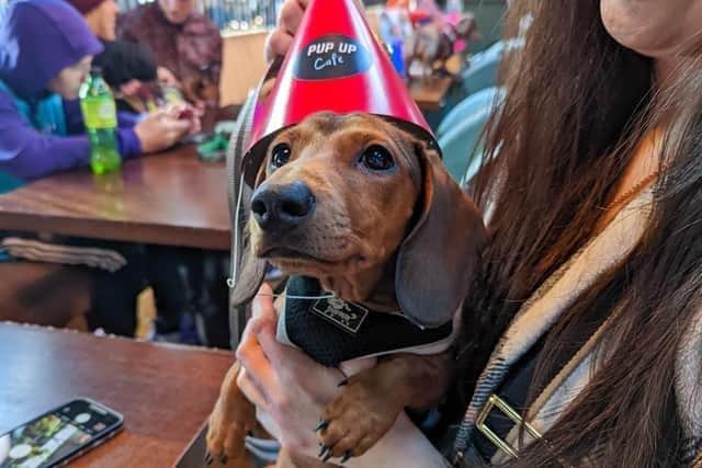 It's back!! A pup-up cafe is heading to Revolution bar in Blackpool next Wednesday (October 4) with treats, toys and unlimited ‘puppucinos’ for Daschunds