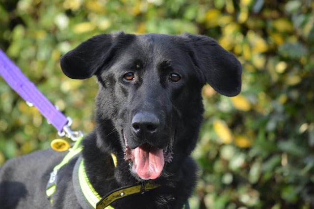 German Shepherd - male - aged 2-5. Murphy is a smart boy who has potential when it comes to training. He has lots of energy to burn - so get ready for walks.