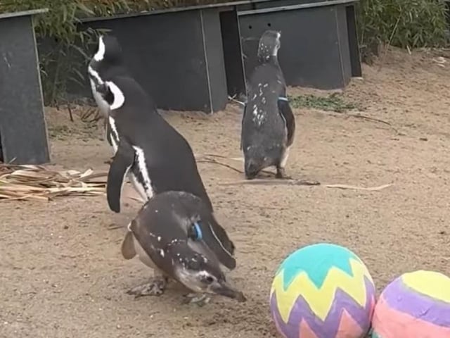Some penguins with their Easter treat.