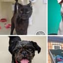 Take a look at some of the gorgeous animals up for adoption at the RSPCA Preston branch.