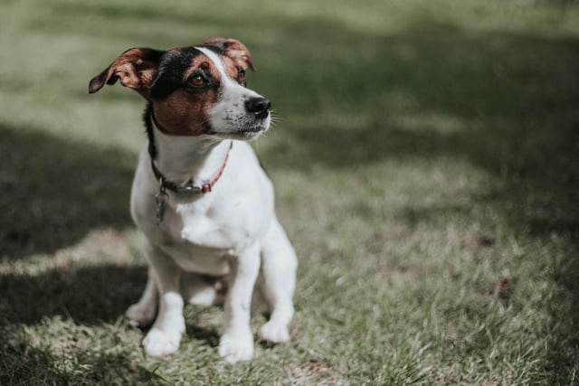 Jack Russell Terrier had 7 mentions by experts