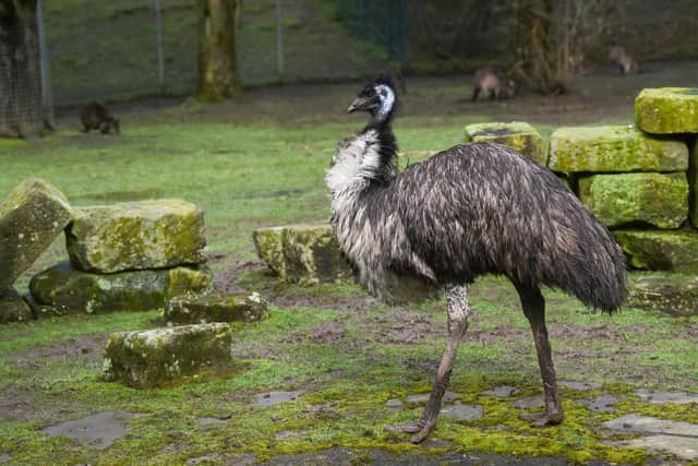 Ollie the Emu is celebrating his 40th birthday at Blackpool Zoo