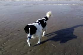 Metcho had to be destroyed after attacking and seriously injuring his owner Caroline