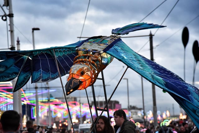 A bird in flight