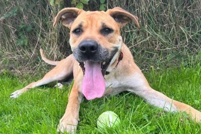Nala is a very sweet girl who loves attention from people. Nala can sometimes get over excited and likes to make a lot of noise, especially when passing other dogs. She does however settle down and will walk nicely next to other dogs from the centre. Nala would enjoy an active lifestyle as she is always full of energy and would benefit from going over basic training. Nala can get giddy at times so would need a calm and patient owner to help her compose herself. Previous experience with large breed dogs is preferred but not necessary.