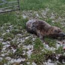 A seal pup was safely being released back into the wild after becoming stranded in a field in Walton-le-Dale (Credit: @shauncoathup85)