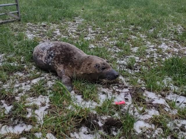 A seal pup was safely being released back into the wild after becoming stranded in a field in Walton-le-Dale (Credit: @shauncoathup85)