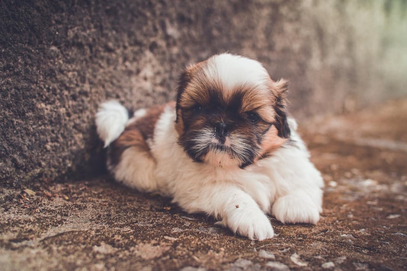 The Shih Tzu is a toy dog or pet dog breed originating from Tibet and believed to be bred from the Pekingese and the Lhasa Apso. They are known for their short snouts and large round eyes, as well as their long coat, floppy ears, and short and stout posture. They are loyal, playful and have an affectionate personality