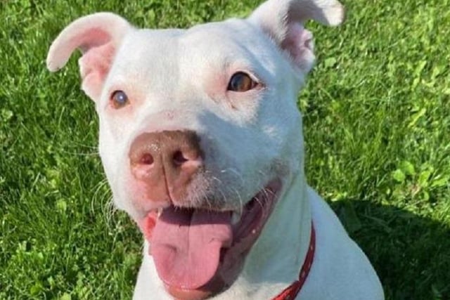 This gorgeous girl is looking for her forever home after being brought to the centre by an RSPCA inspector. She is a very excitable lady who loves going out for walks and having off lead time in the paddocks. She is also very fond of her toys and makes sure she has at least one in her bed at all times. Lola is very loving and affectionate towards our kennel team and really enjoys having cuddles with them.