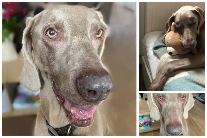 This is Indie. She's a 10-year-old Weimaraner and is good with other dogs on walks. She wouldn't be suitable in a house with children but absolutely loves a snuggle! She loves good walks and her toys too