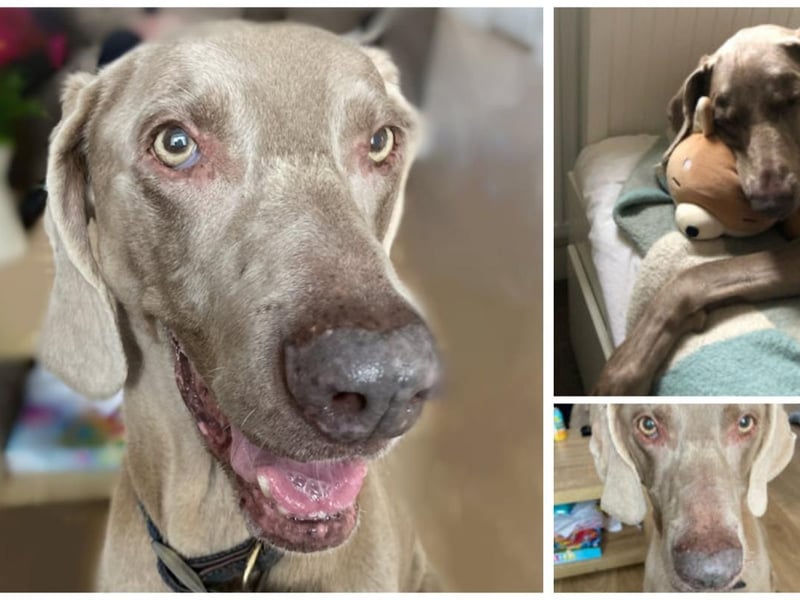 This is Indie. She's a 10-year-old Weimaraner and is good with other dogs on walks. She wouldn't be suitable in a house with children but absolutely loves a snuggle! She loves good walks and her toys too