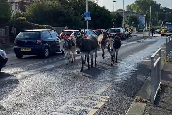 The donkeys were on the loose in Bispham this morning (Wednesday, September 7). Pic credit: Steve Greaves