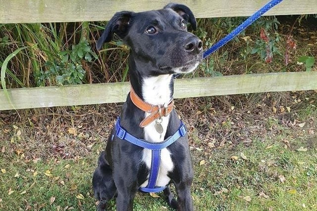 Gorgeous Jack is an affectionate boy who has a fantastic temperament with people. He is between six and 12 months old and is looking for an active home with someone who will be able to provide him with plenty of companionship. At the moment he needs a foster home as he is part of an ongoing prosecution case which could take up to two years. See RSPCA link above for full details