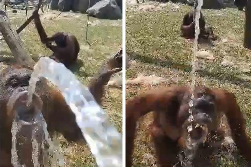 Orangutans cooling off