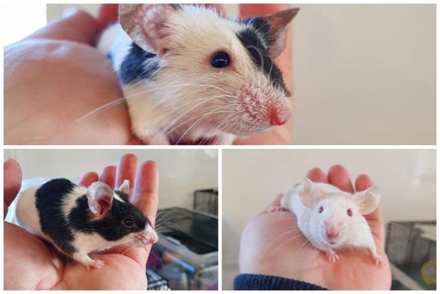 Fosters, Hendrick and Bombay are ready for adoption after their owner was unable to care for them due to health reasons. They are friendly and active mice who are very quick when being handled so they are not suitable for young children. It is essential that they are placed in large secure cages to avoid any escapes