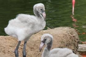 The chicks have yet to turn the distinctive pink colour