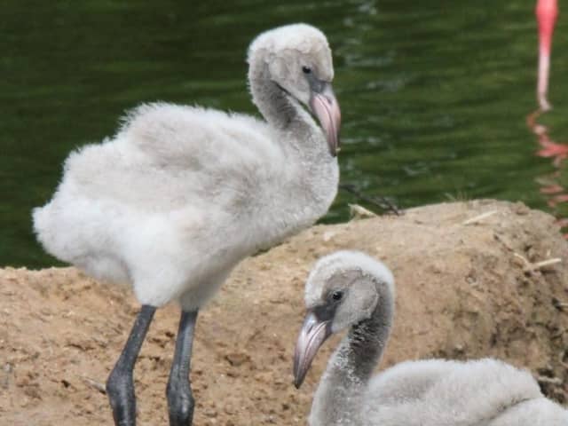 The chicks have yet to turn the distinctive pink colour