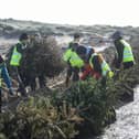 Many of the trees collected will be planted on St Annes beach to protect the sand dunes
