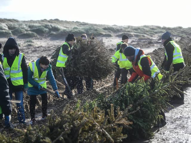 Many of the trees collected will be planted on St Annes beach to protect the sand dunes